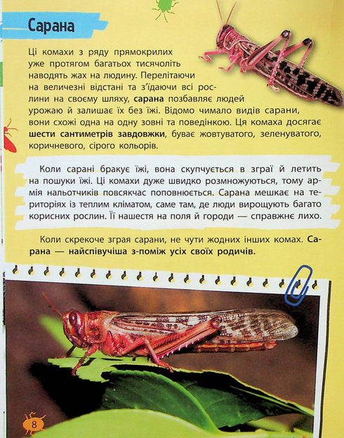 Mini-encyclopédie. Insectes et araignées
