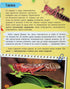 Mini-encyclopédie. Insectes et araignées
