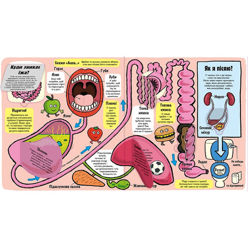 Mein toller Körper. Kleine Entdecker