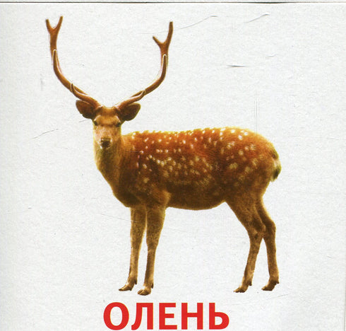 Tiere und Vögel der Ukraine
