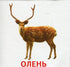 Tiere und Vögel der Ukraine