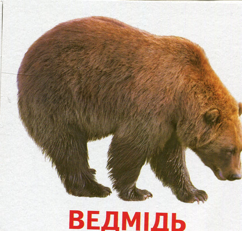 Tiere und Vögel der Ukraine
