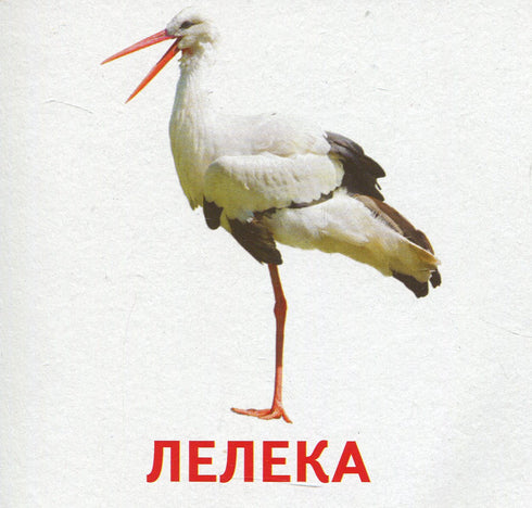 Tiere und Vögel der Ukraine
