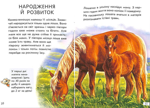 Mini enciclopedie. Tutto sui cavalli (fuori catalogo)